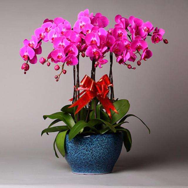 蝴蝶兰组合