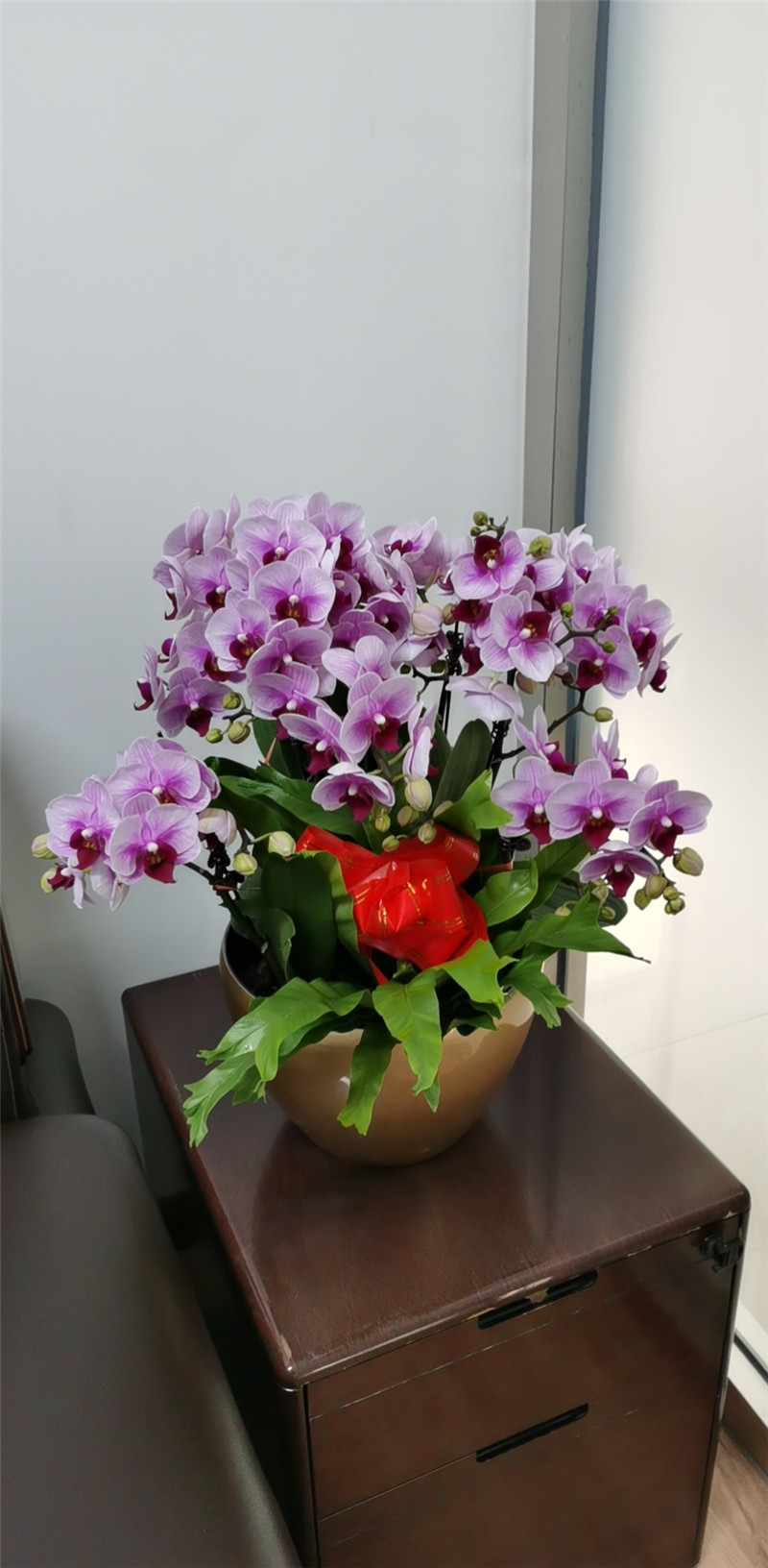 蝴蝶兰组合