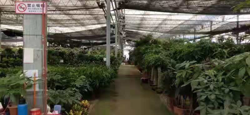 种植基地